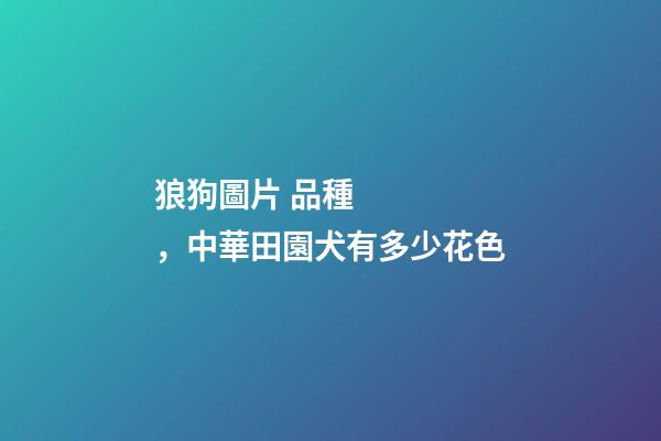 狼狗圖片 品種，中華田園犬有多少花色